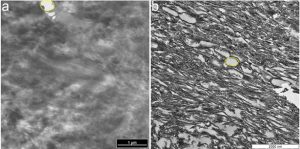 TEM micrographs of (a) ostrich claw sheath and (b) Citipati claw sheath show similar structure. Credit: Alison Moyer