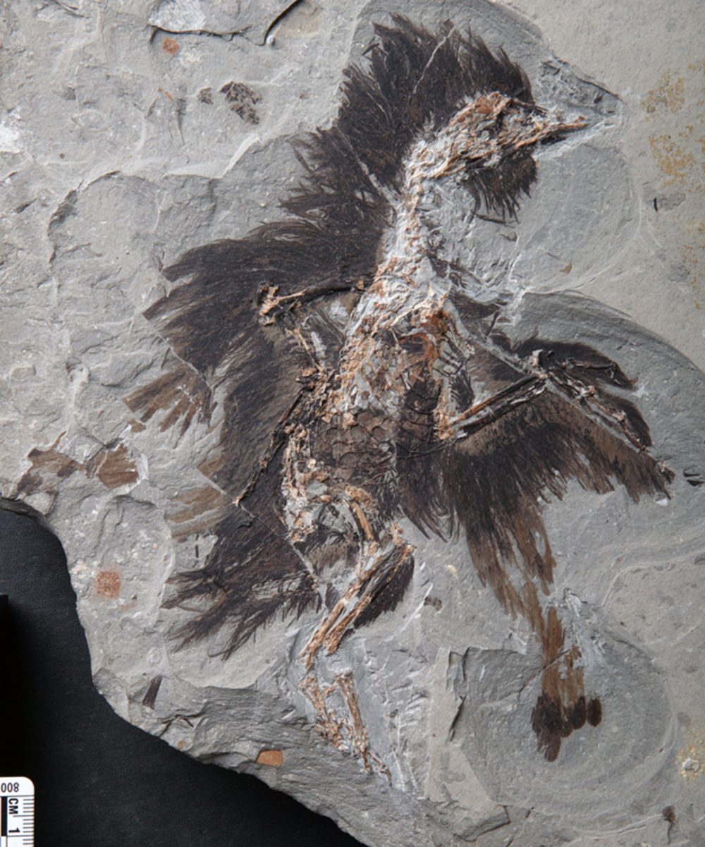 keratin-and-melanosomes-preserved-in-130-million-year-old-bird-fossil