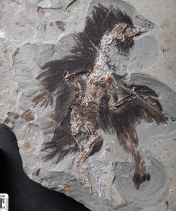 Eoconfuciusornis Image Credit: Dr. Xiaoli Wang