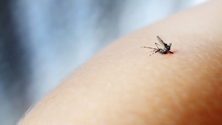 A mosquito sucking blood from human flesh.