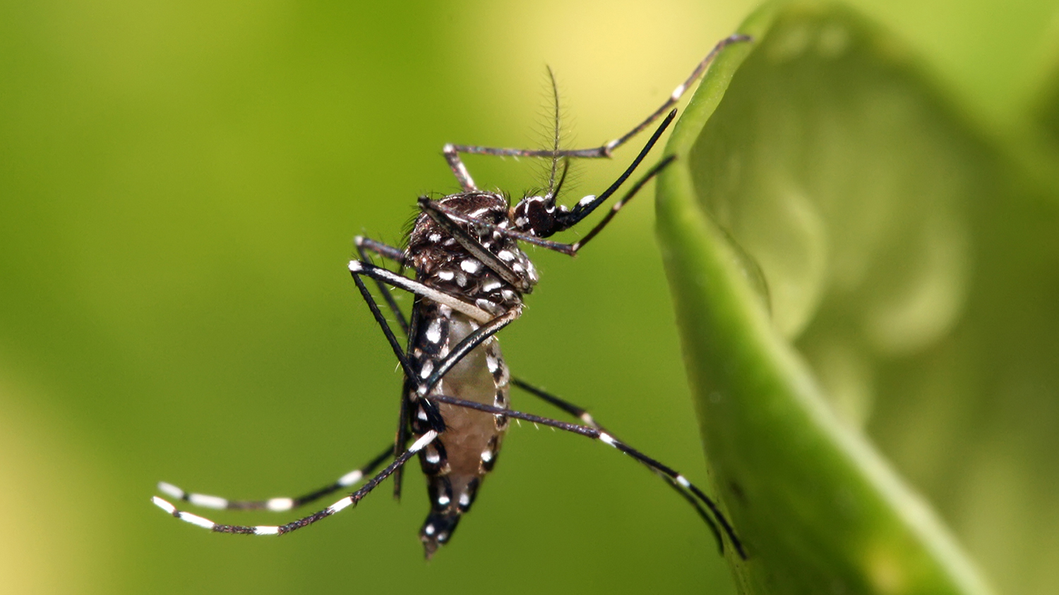 A close-up of a Aedes aegypti mosquito.