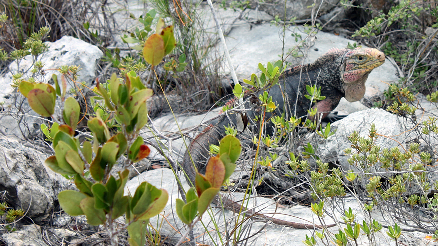Iguana on rock in the Bahamas
