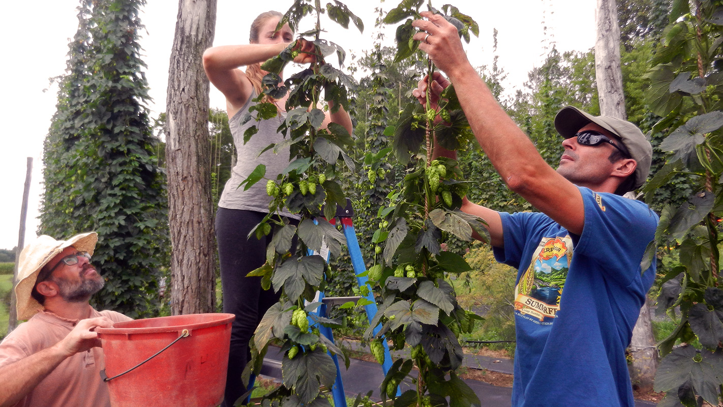 Two men and a woman work to tie up hops as part of the North Carolina Hops Project.