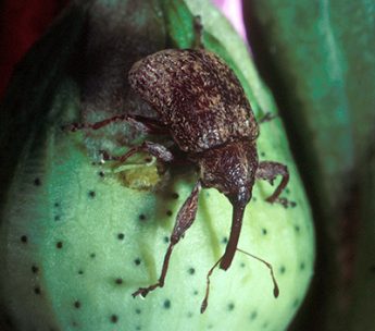 The Boll Weevil War, or How Farmers and Scientists Saved Cotton in the ...