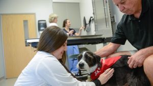 Chancellor's Innovation Fund research on allergy therapy for dogs