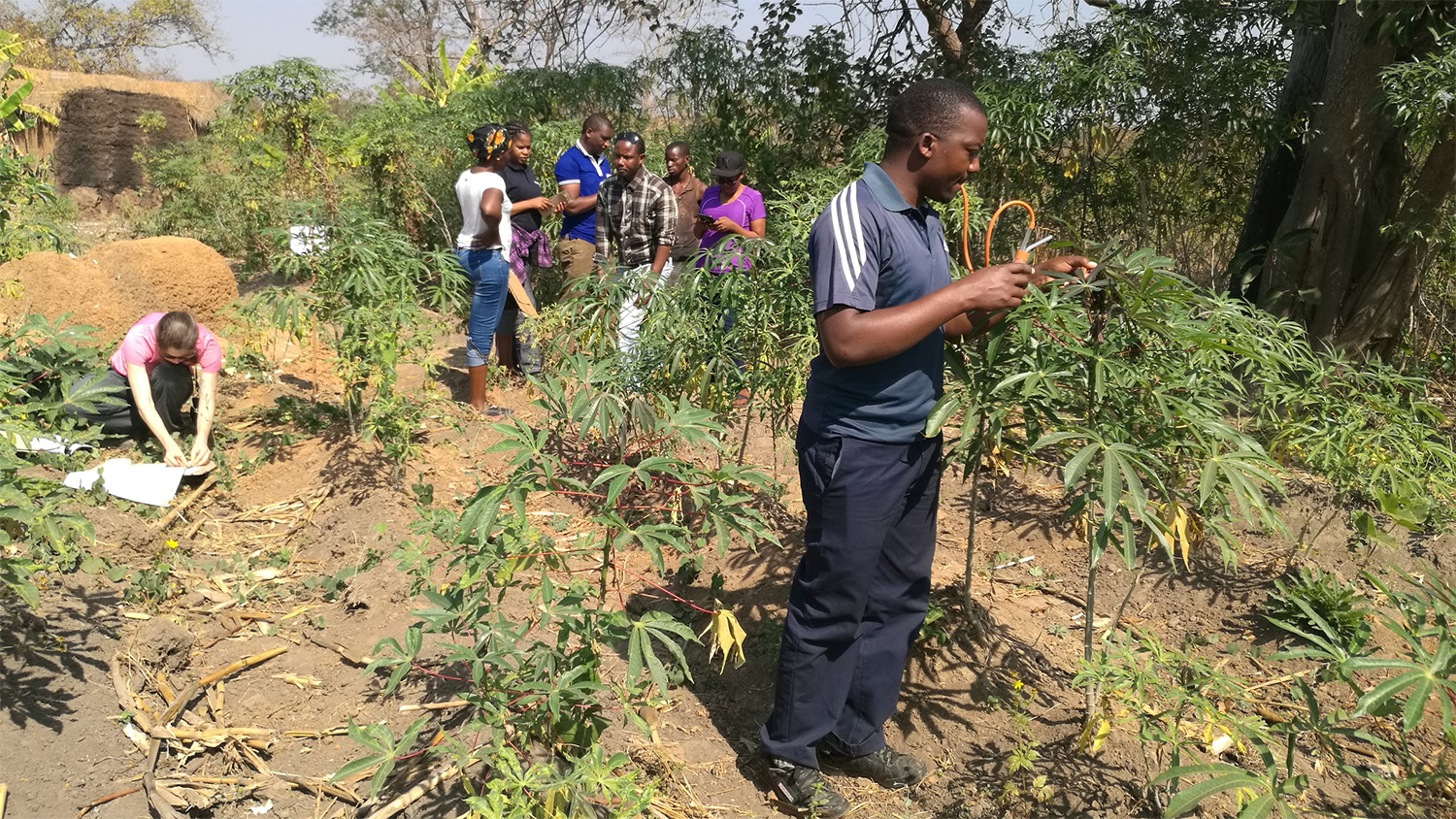 A survey group collects plant and whitefly samples while talking to a farmer outside Mbeya, Tanzania. Photo credit: Joseph Ndunguru.