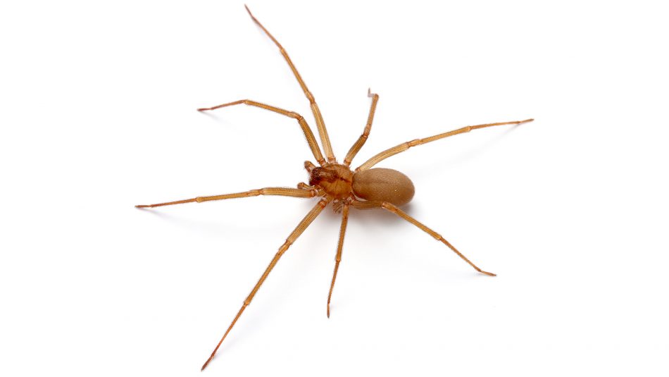 Recluse or Not? Scientists Use Twitter to Tackle Spider Questions | NC ...