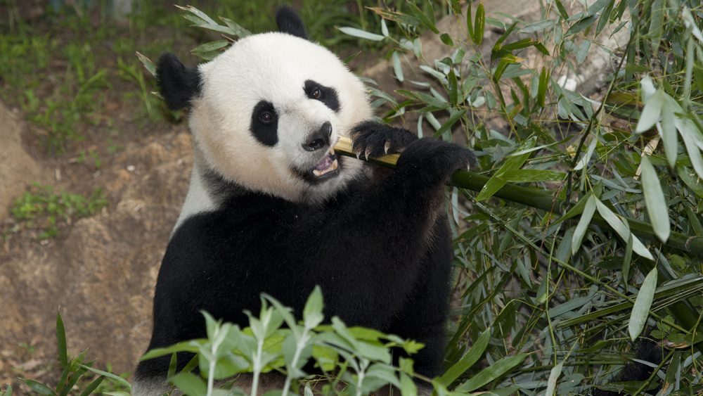 Separated Since the Dinosaurs, Bamboo-Eating Lemurs, Pandas Share ...