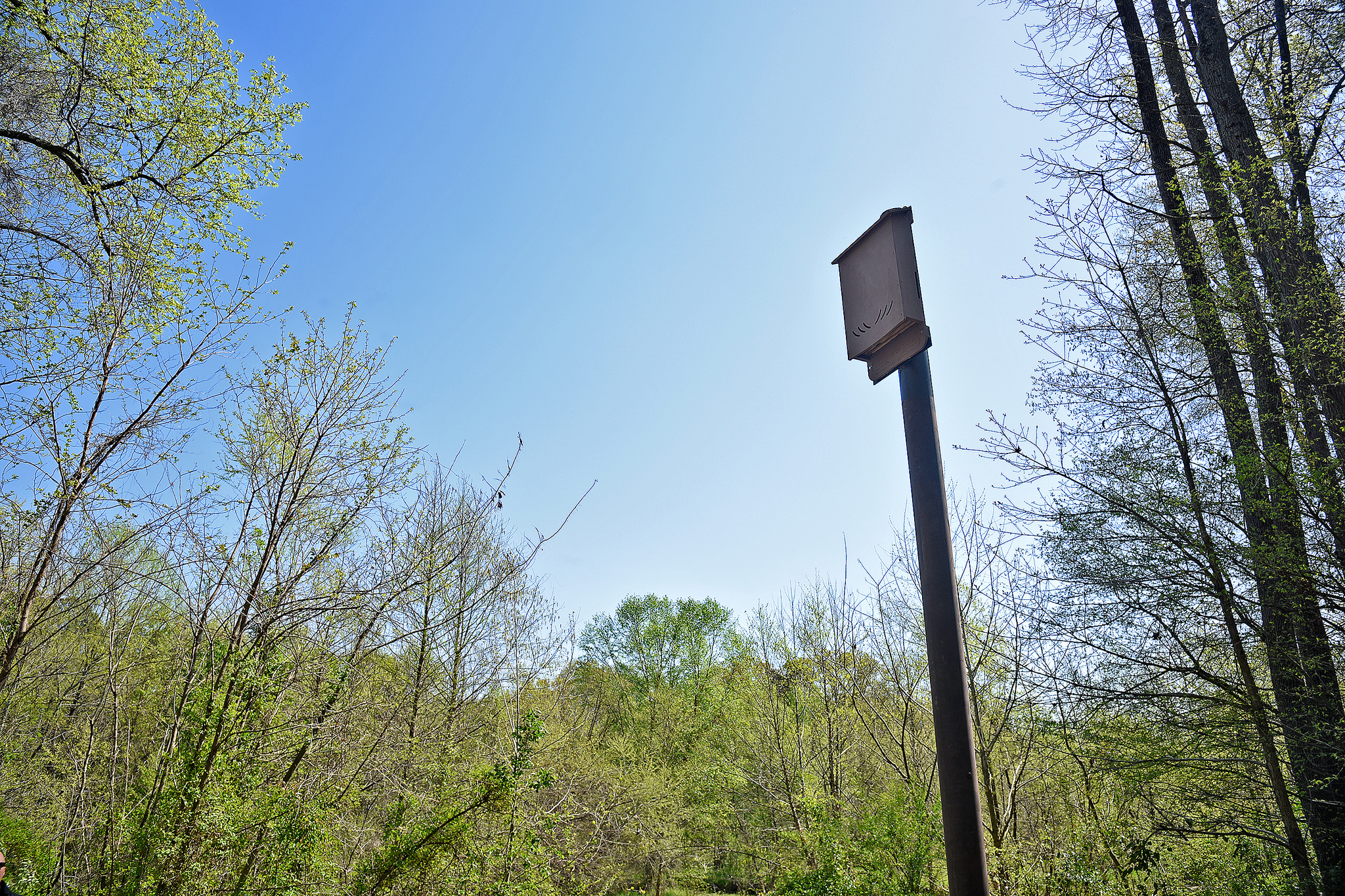 A bat box stands on the Rocky Branch Greenway Trail near Pullen Road on NC State's campus.