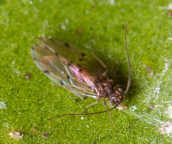 Bark louse female on a green leaf.