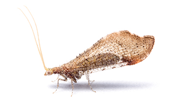 Brown beaded lacewing, with wings folded, against a white background.