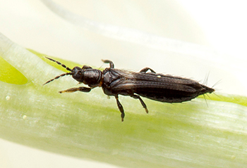 Black thrips on a piece of green vegetation.