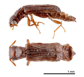 Dorsal and side views of a telephone-pole beetle against a white background.