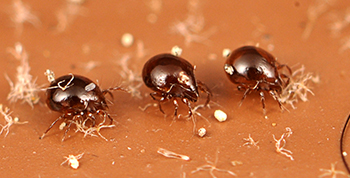 Three shiny, copper-colored mites on a brownish background.