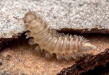 Duff millipede crawling over brown and gray rocks.