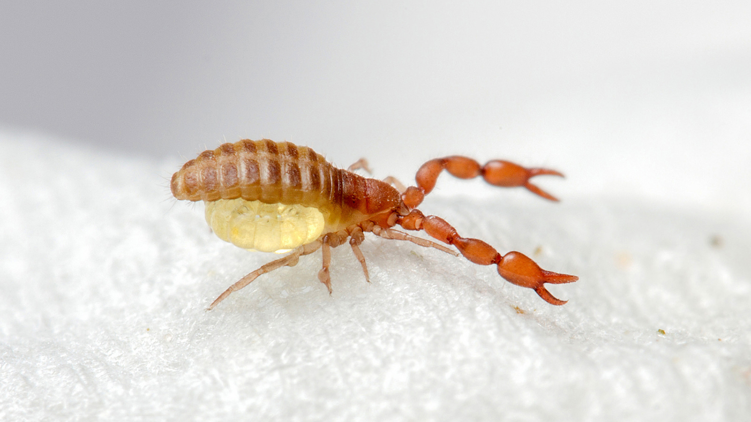 Pseudoscorpion with egg sack on a piece of white fabric.