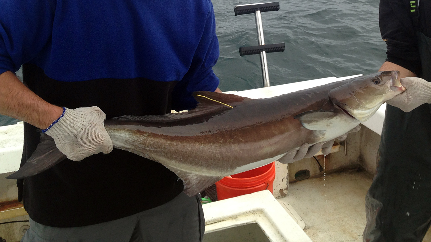 Two fisheries biologists holding a cobia. They are aboard a boat.