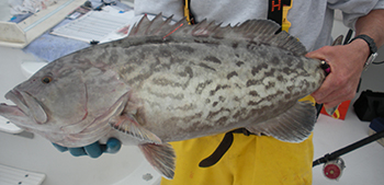 A man wearing yellow, foul-weather gear is standing on a boat, holding a gag grouper with both hands.