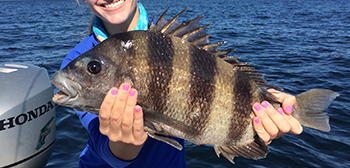 A woman aboard a boat holding a sheepshead fish with both hands.