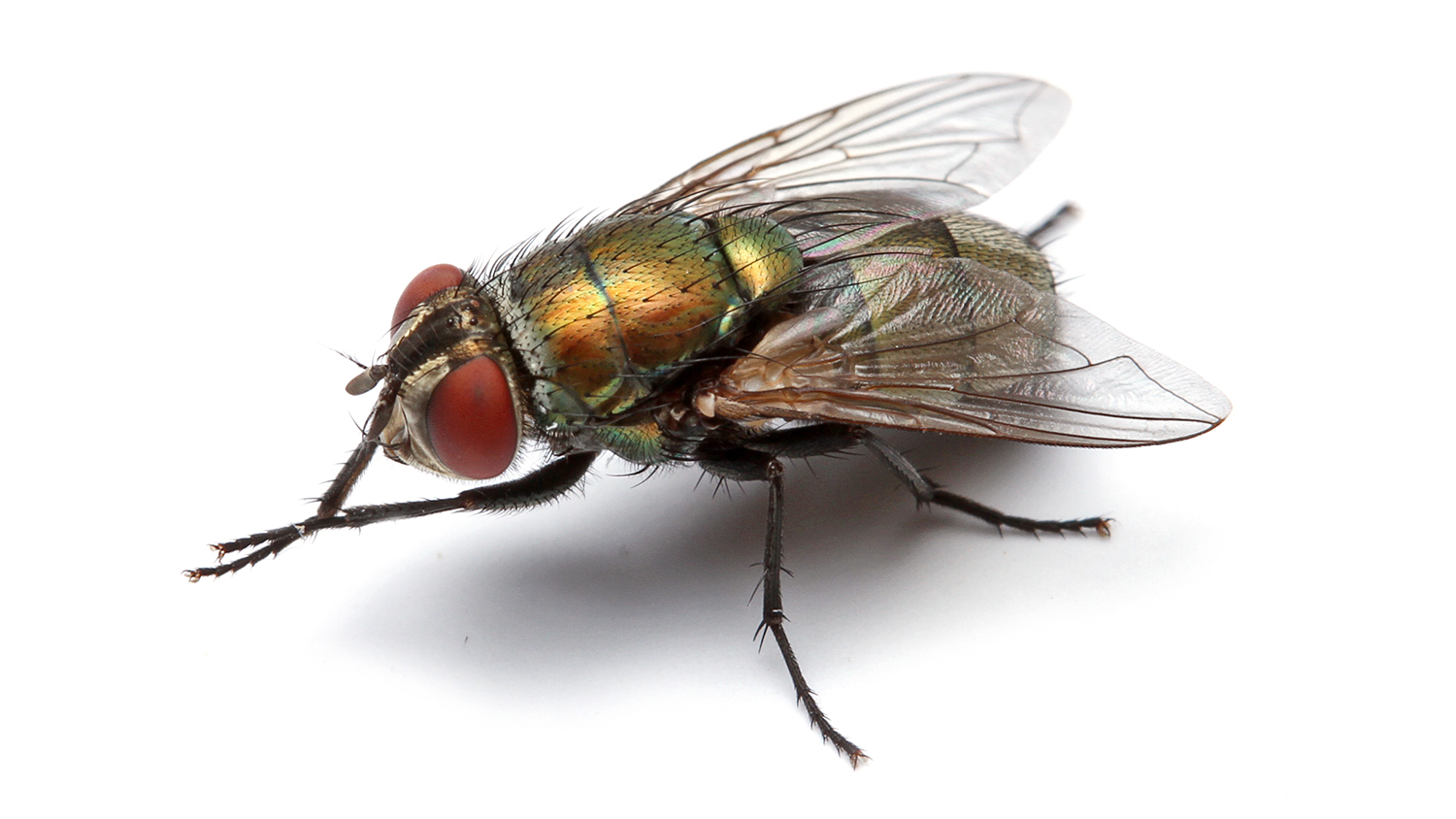 A female blowfly on a white background