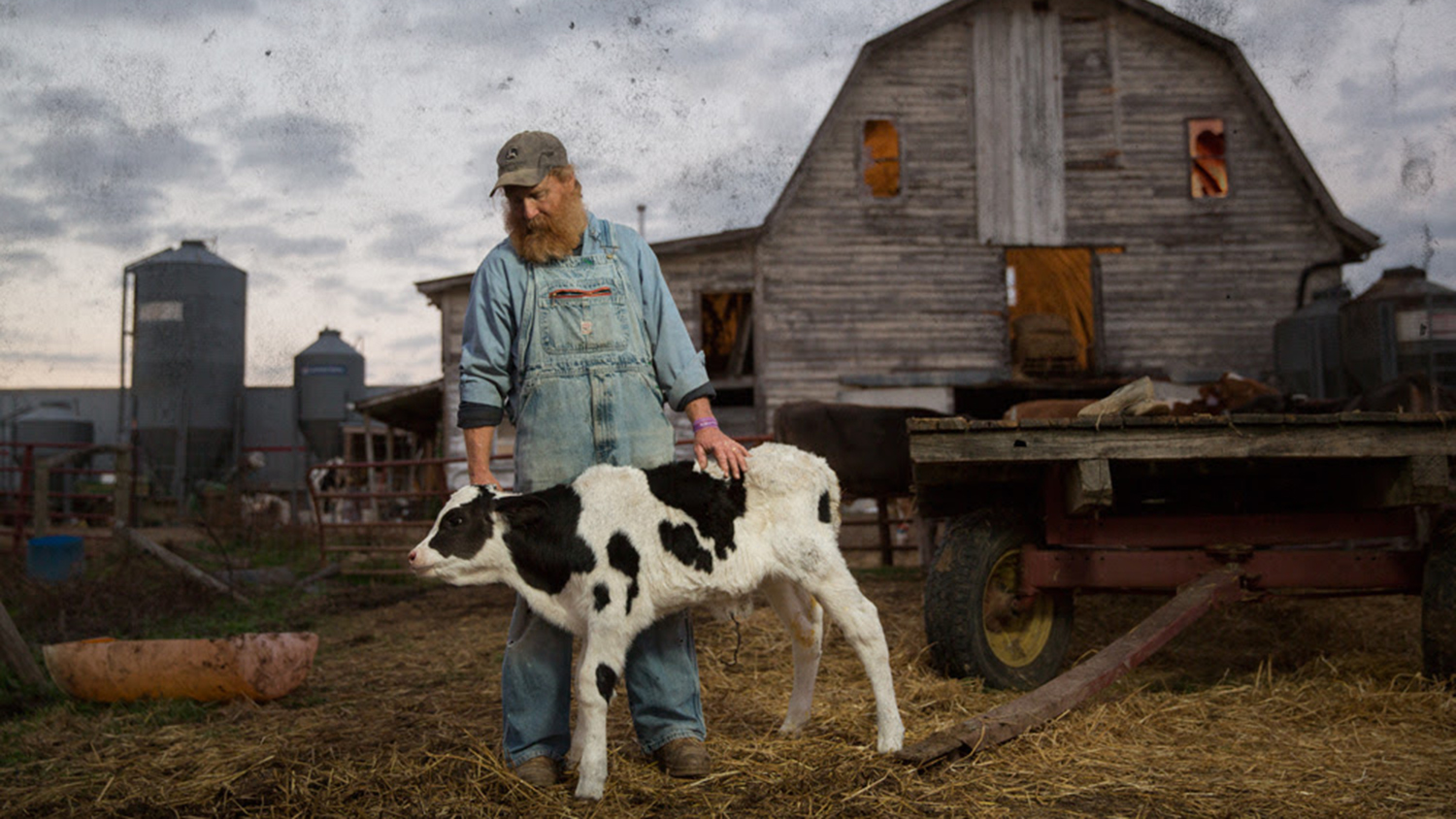A farmer in overalls in front of a barn petting a calf