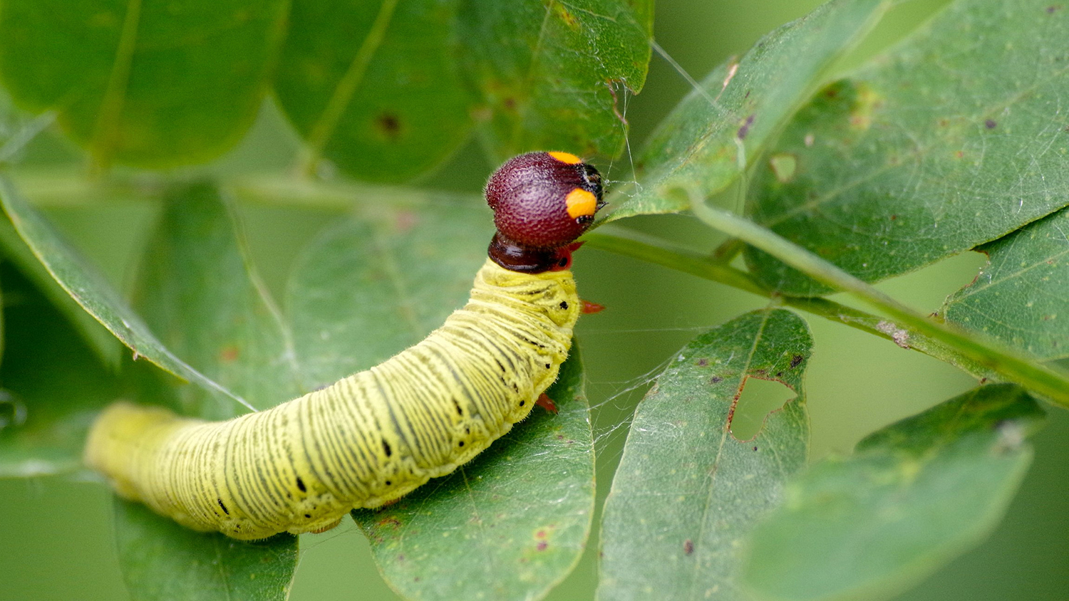 Caterpillar with purple head
