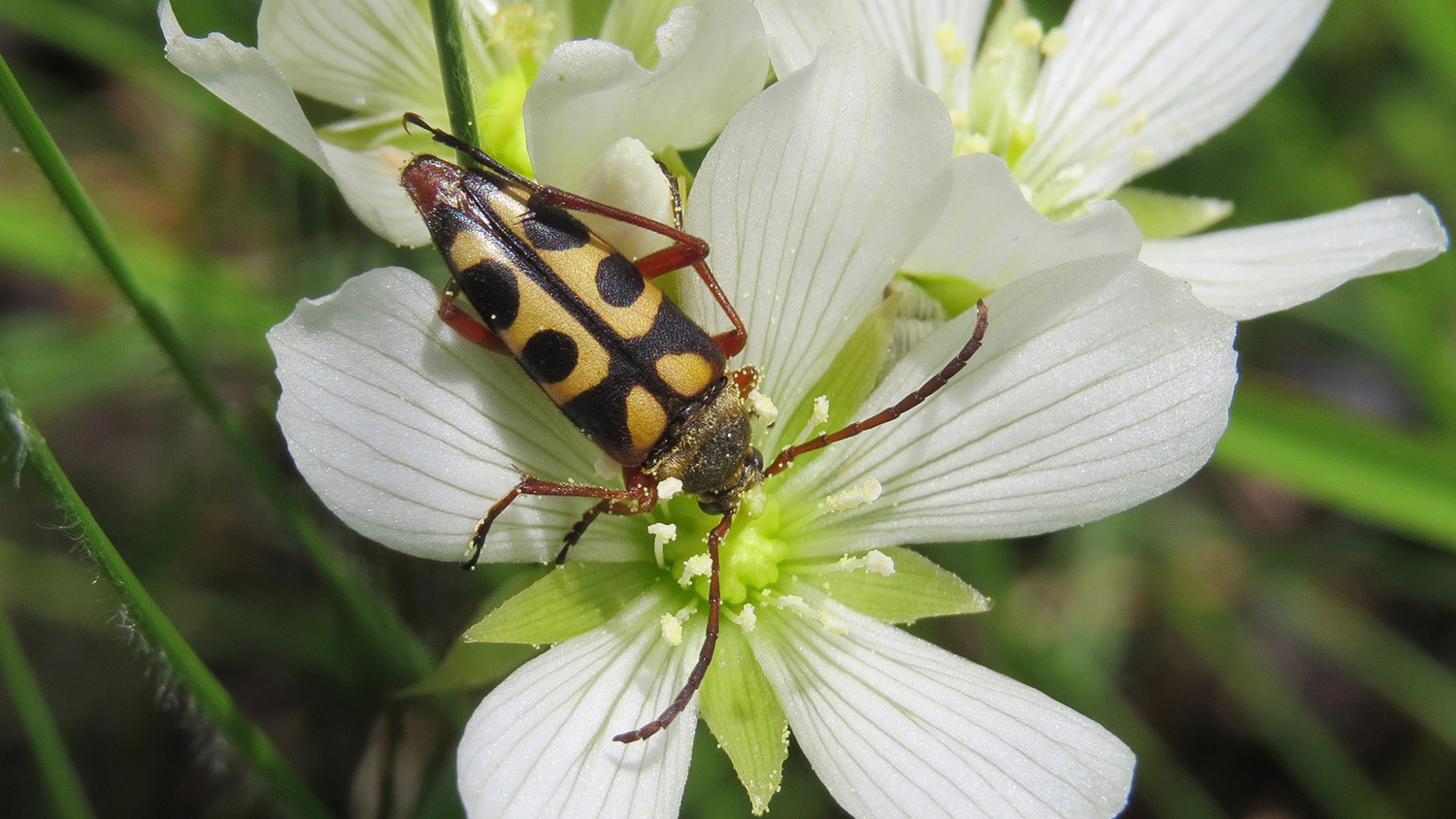 A large longhorn beetle on a Venus flytrap blossom.