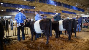 Two young boys in jeans and cowboy hats talk with each other inside the livestock show building, which is decorated with bright lights and blue tinsel. Their black-and-white cows stand beside them.