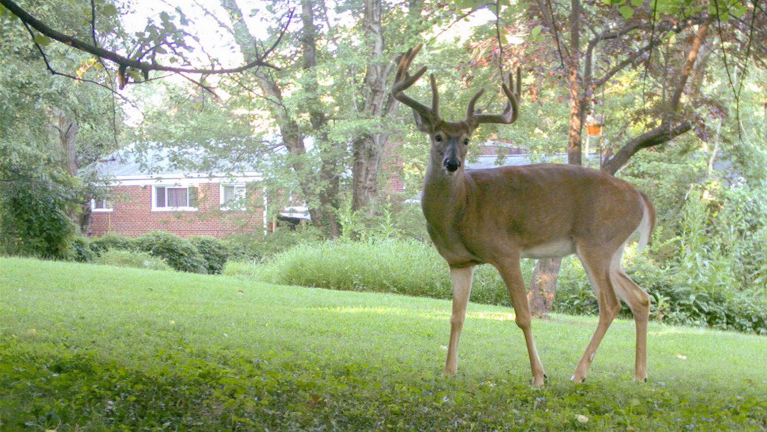 Photo of a deer close to a suburban house.