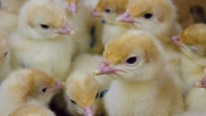 Several fuzzy yellow poults, or baby turkeys, crowd together in a holding pen.