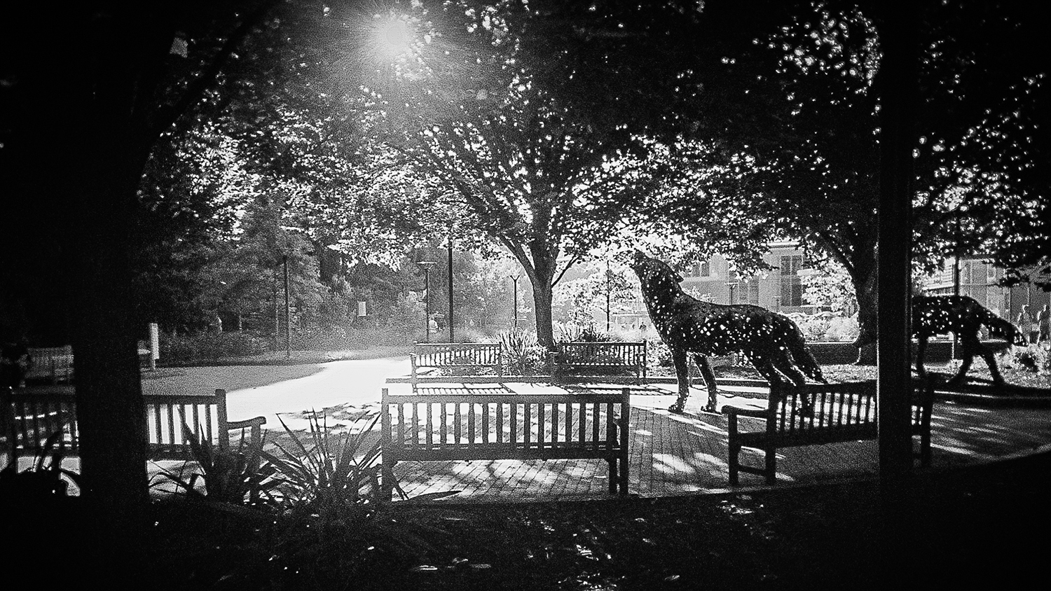 A black and white shot of NC State's copper wolves at dawn.