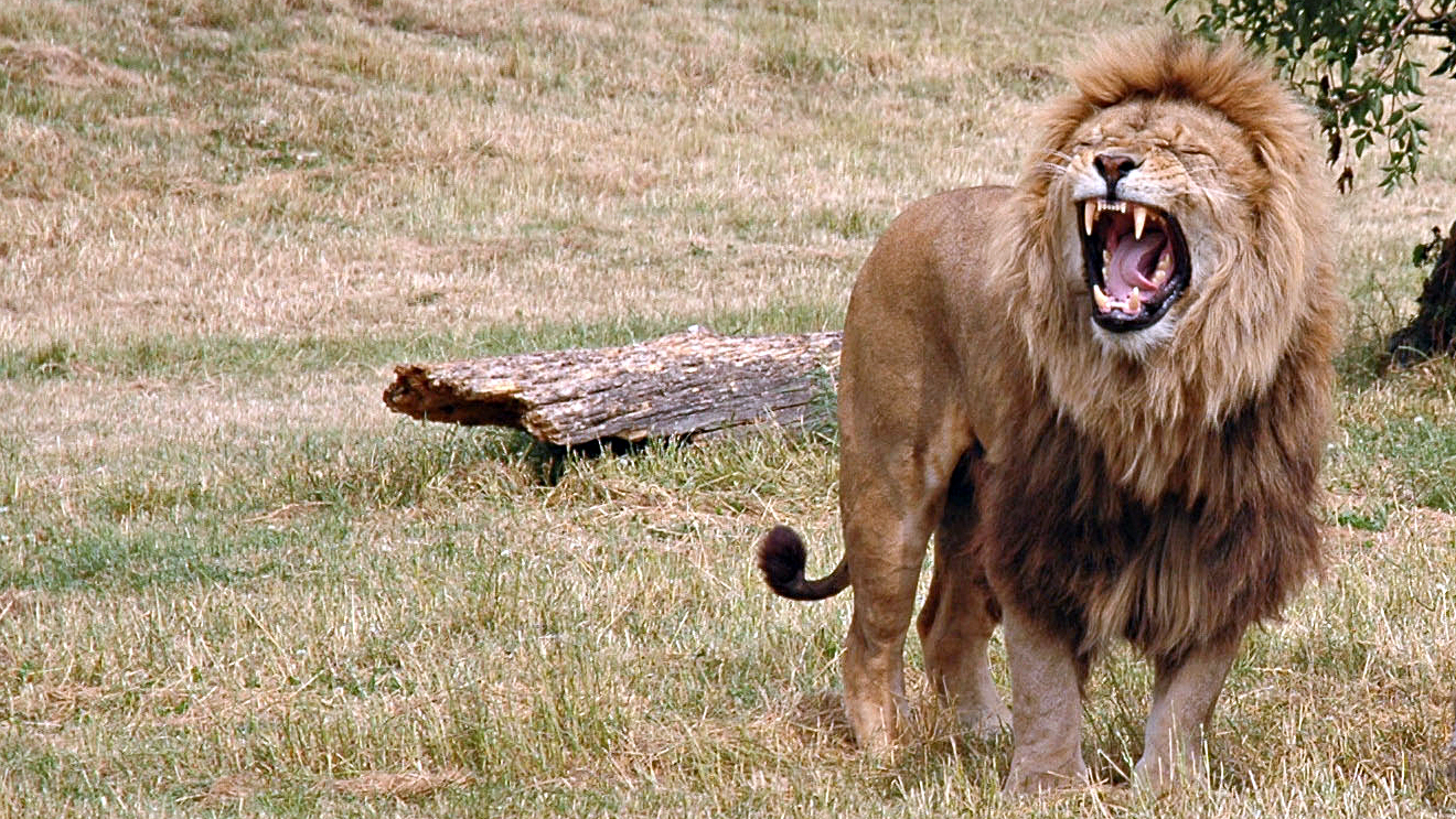 Roaring male lion