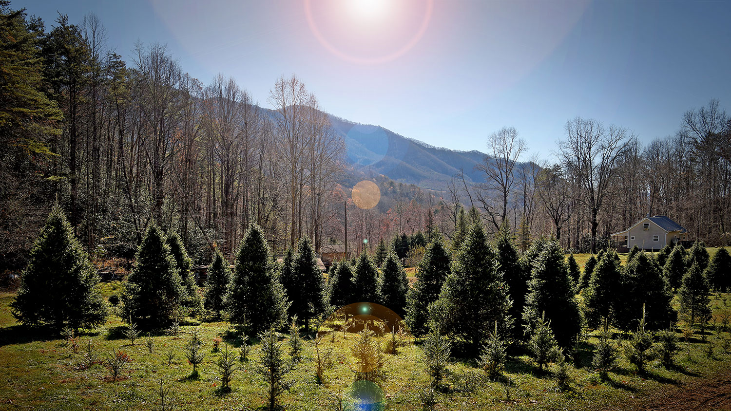 Christmas tree farm