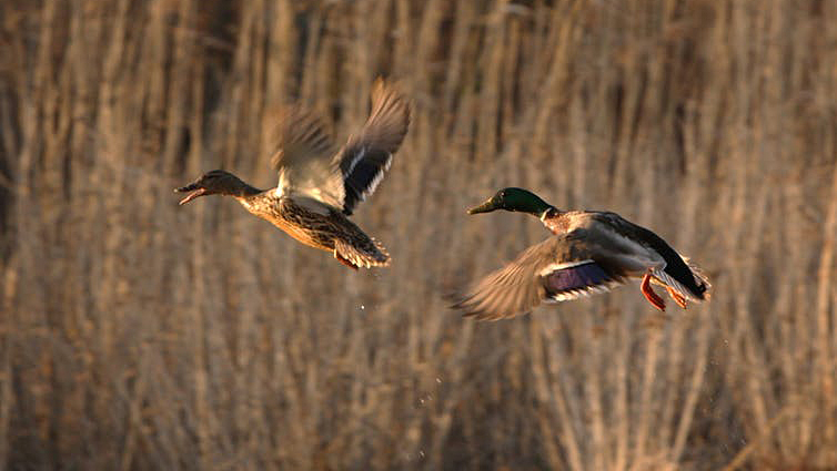 Two mallard ducks flying