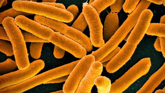 E. coli bacteria