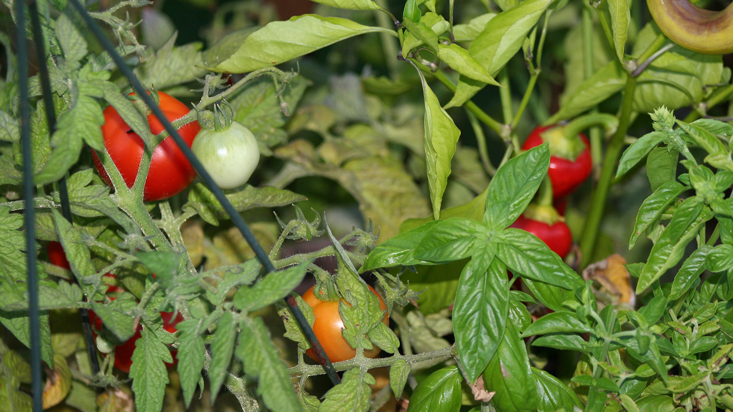 tomato plants