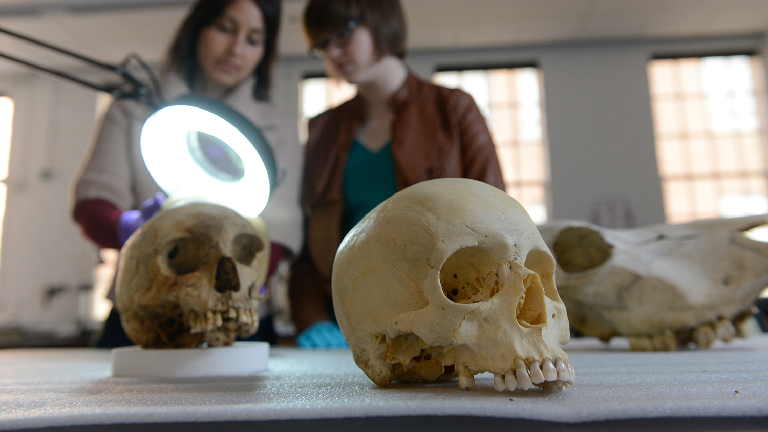 skull on a lab table