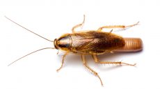 Photo of a female German cockroach.