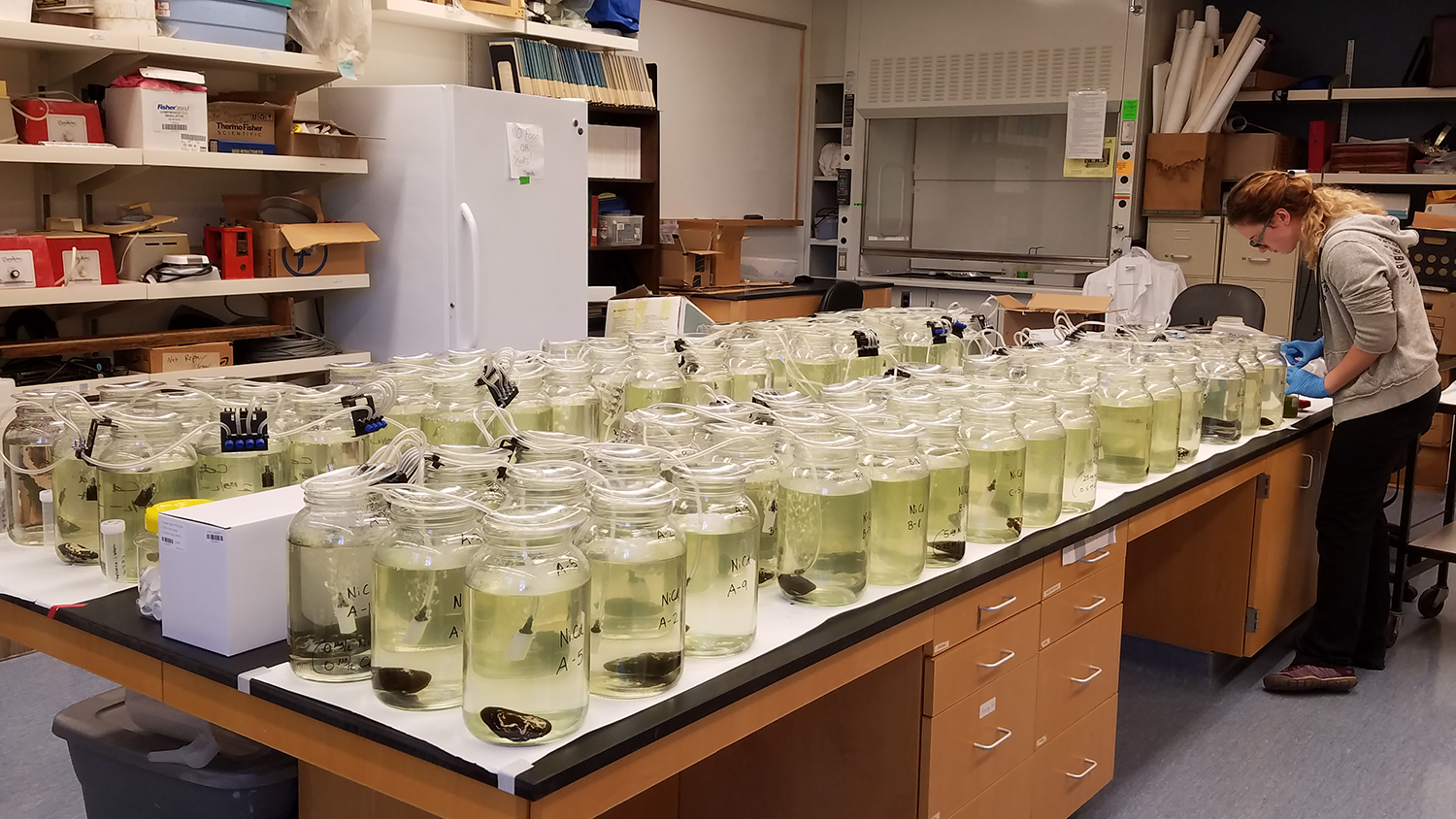 Photo of freshwater mussels in a laboratory.