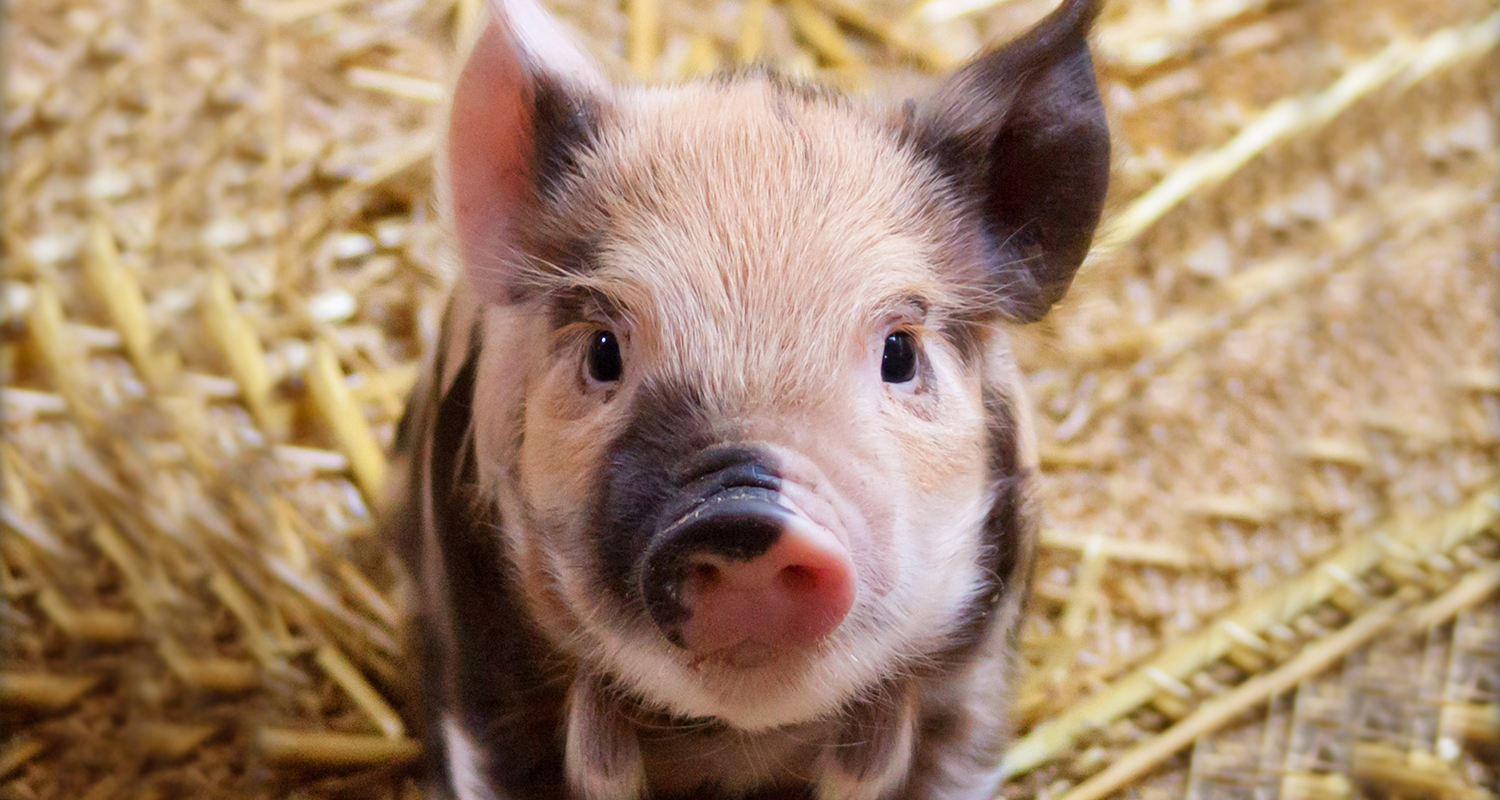 Cute piglet on straw