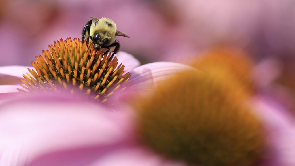 A close-up photograph of a bumblebee pollinating a flower