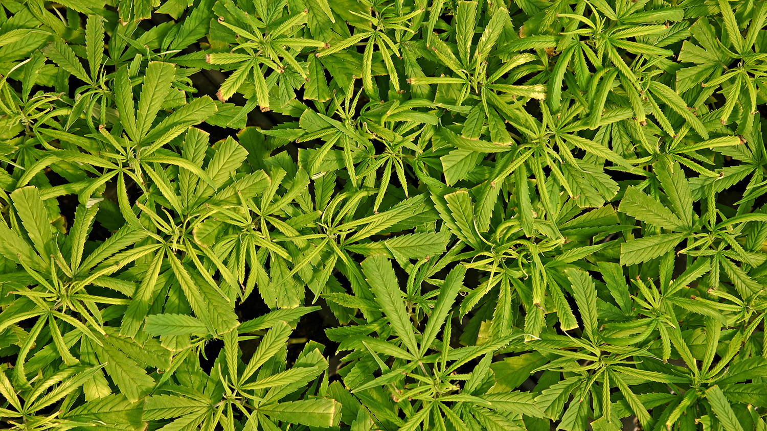 industrial hemp plants