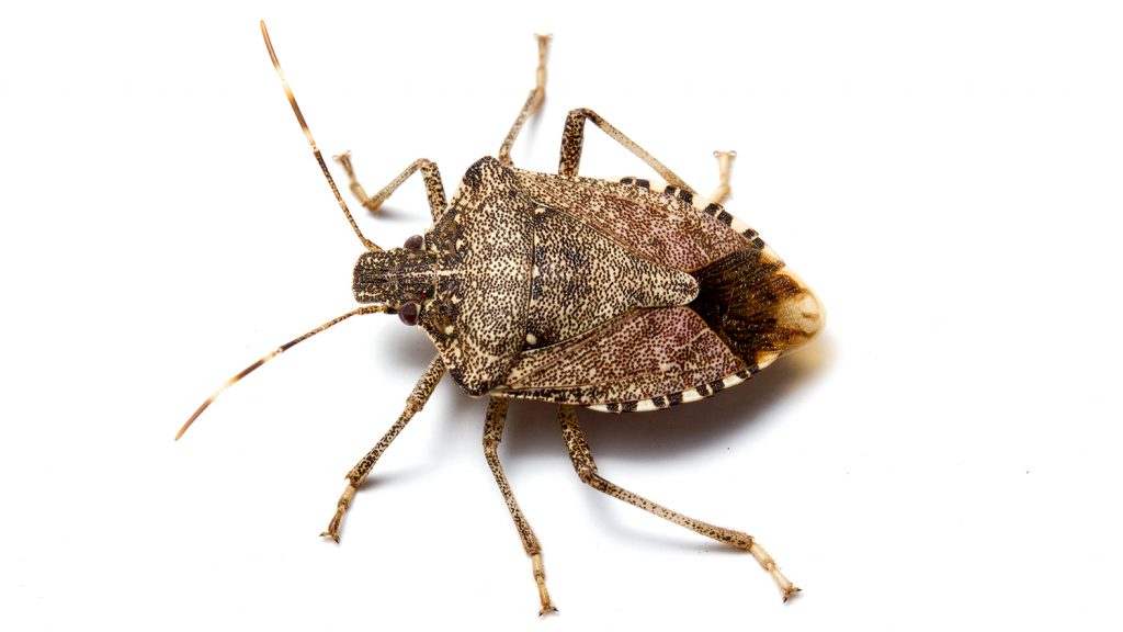 why-do-stink-bugs-stink-nc-state-news