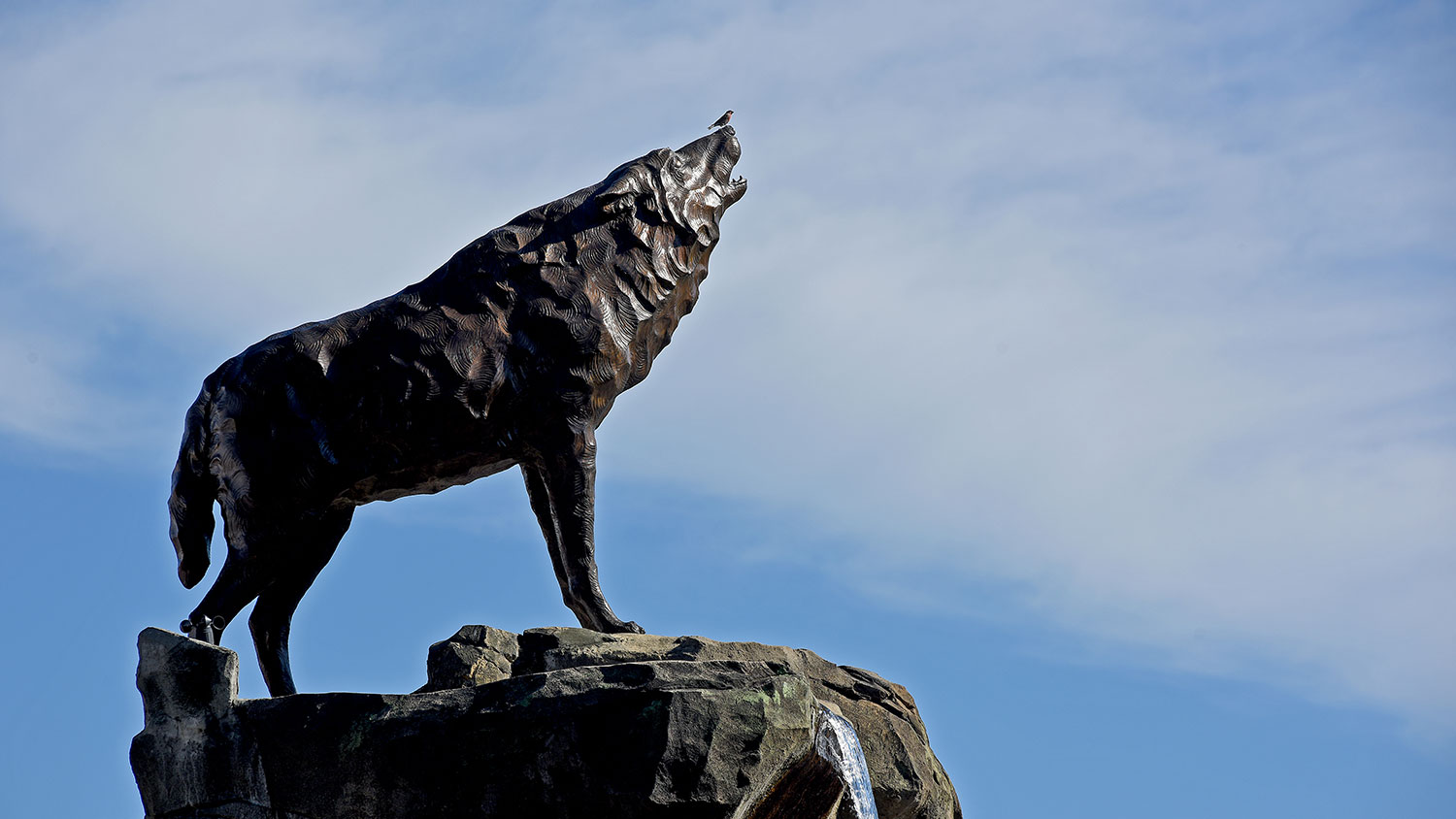 Bird sits on top of the wolf statues outside Murphy Football Center
