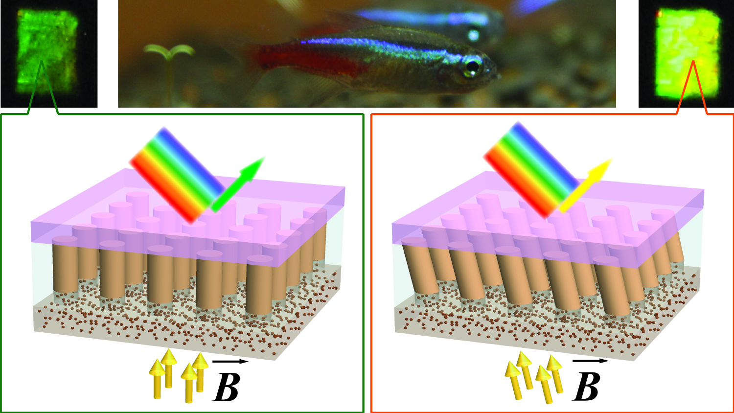 photo of tetra fish and two diagrams of nanocolumns