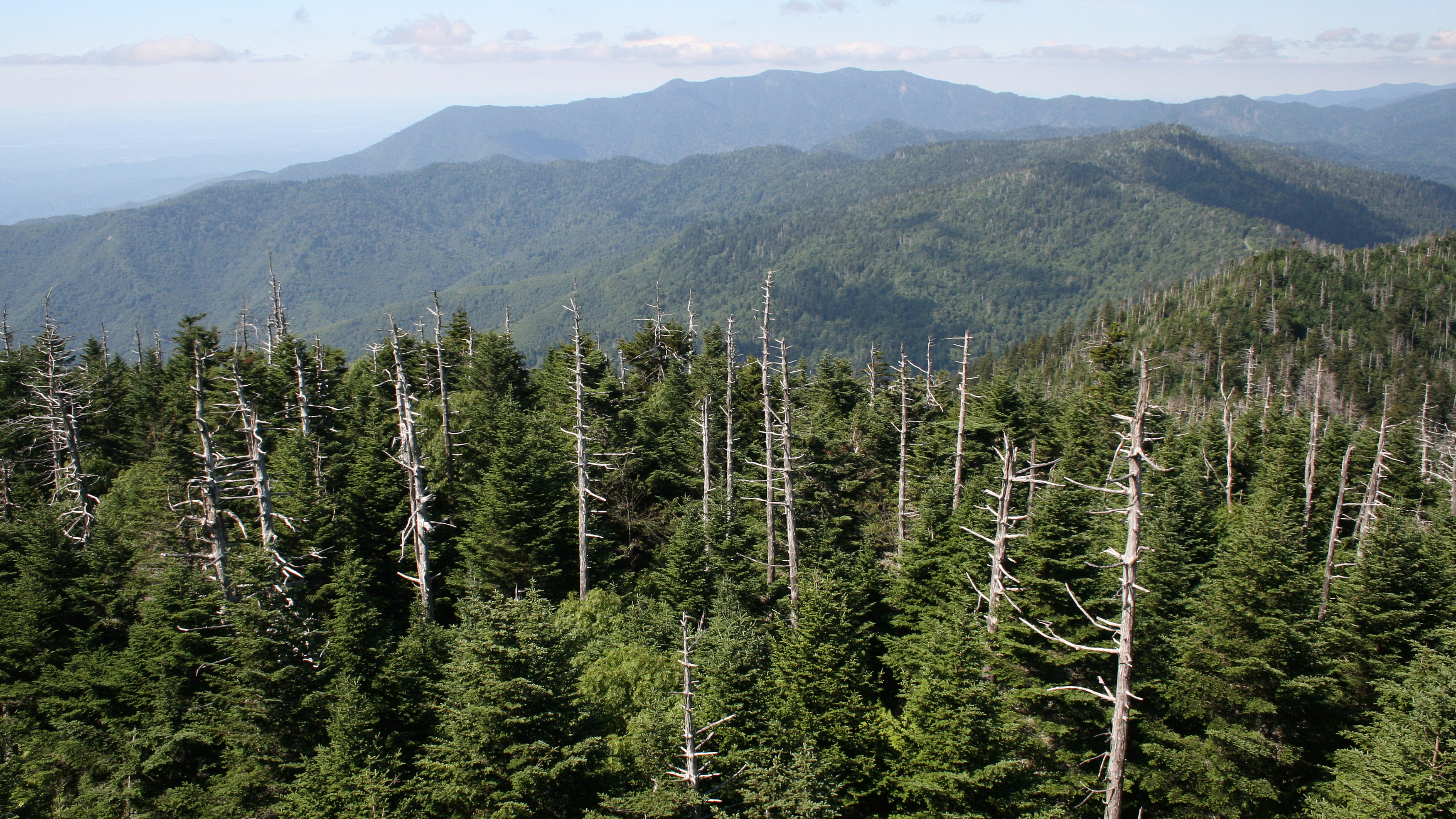 Skeletonized Fraser fir trees in the forest on the summit of Clingmans Dome in Great Smoky Mountains Mountains National Park.