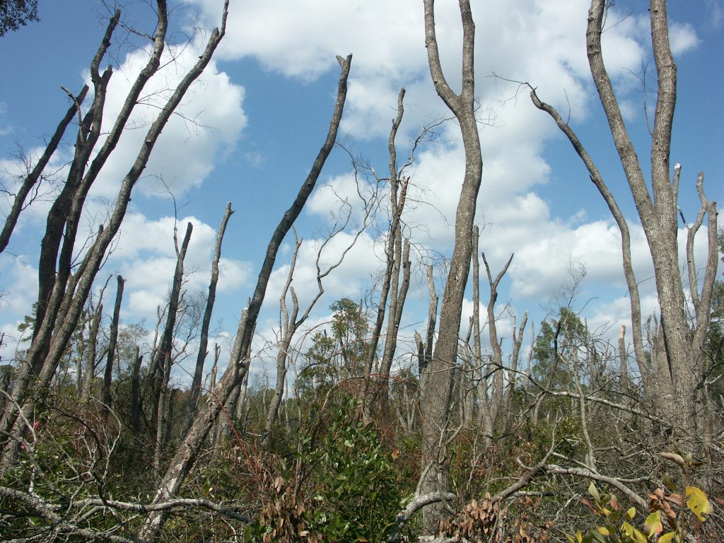Bare trunks of redbay trees in a Georgia forest