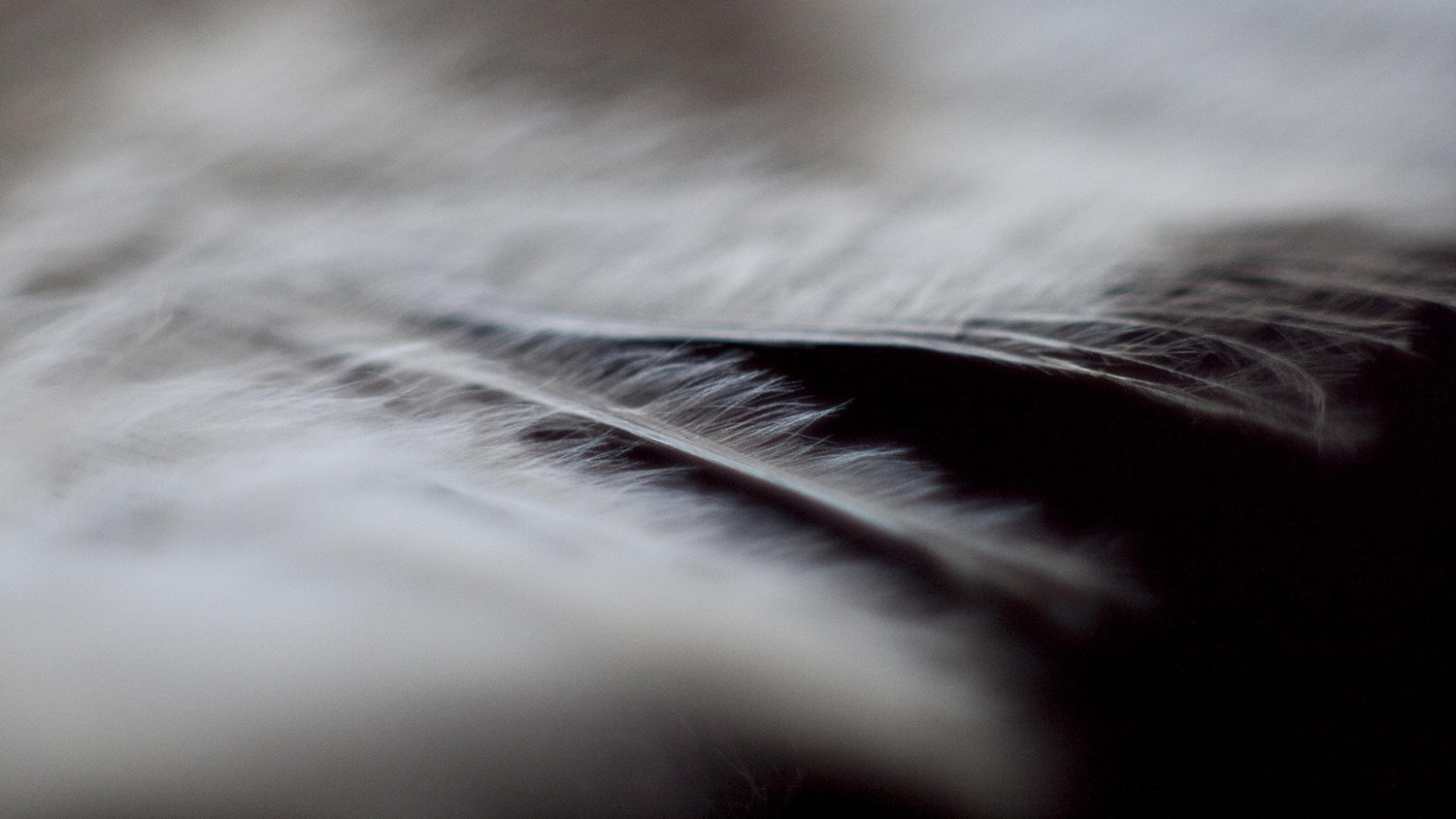 close-up image of a feather