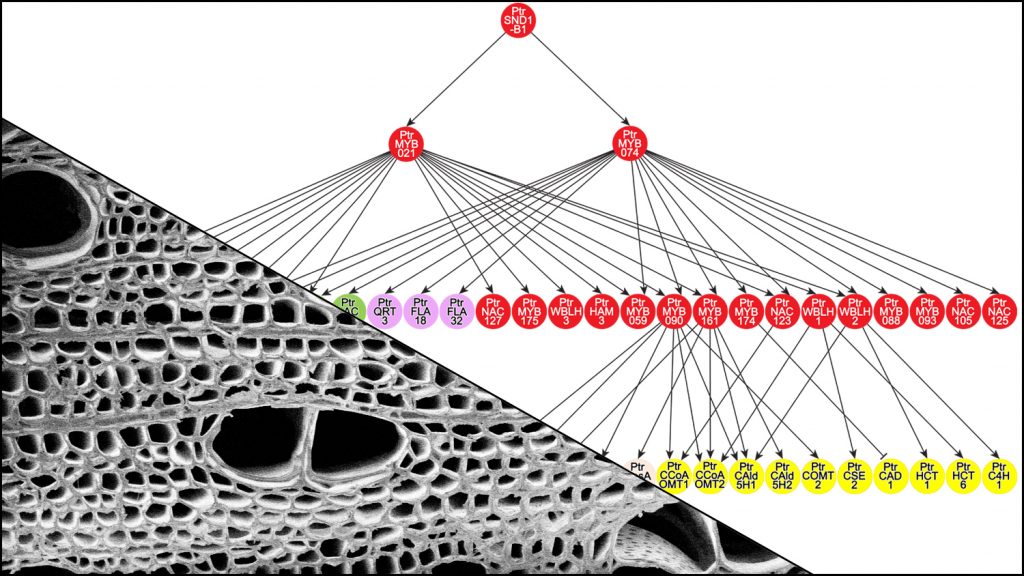 Diagram of transcriptional regulatory network and scanning electron micrograph of a poplar stem cross-section