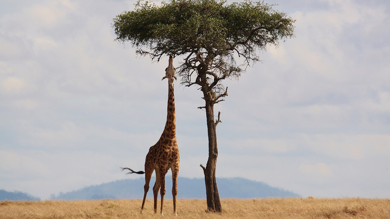 Photo of giraffe and tree in Kenya.